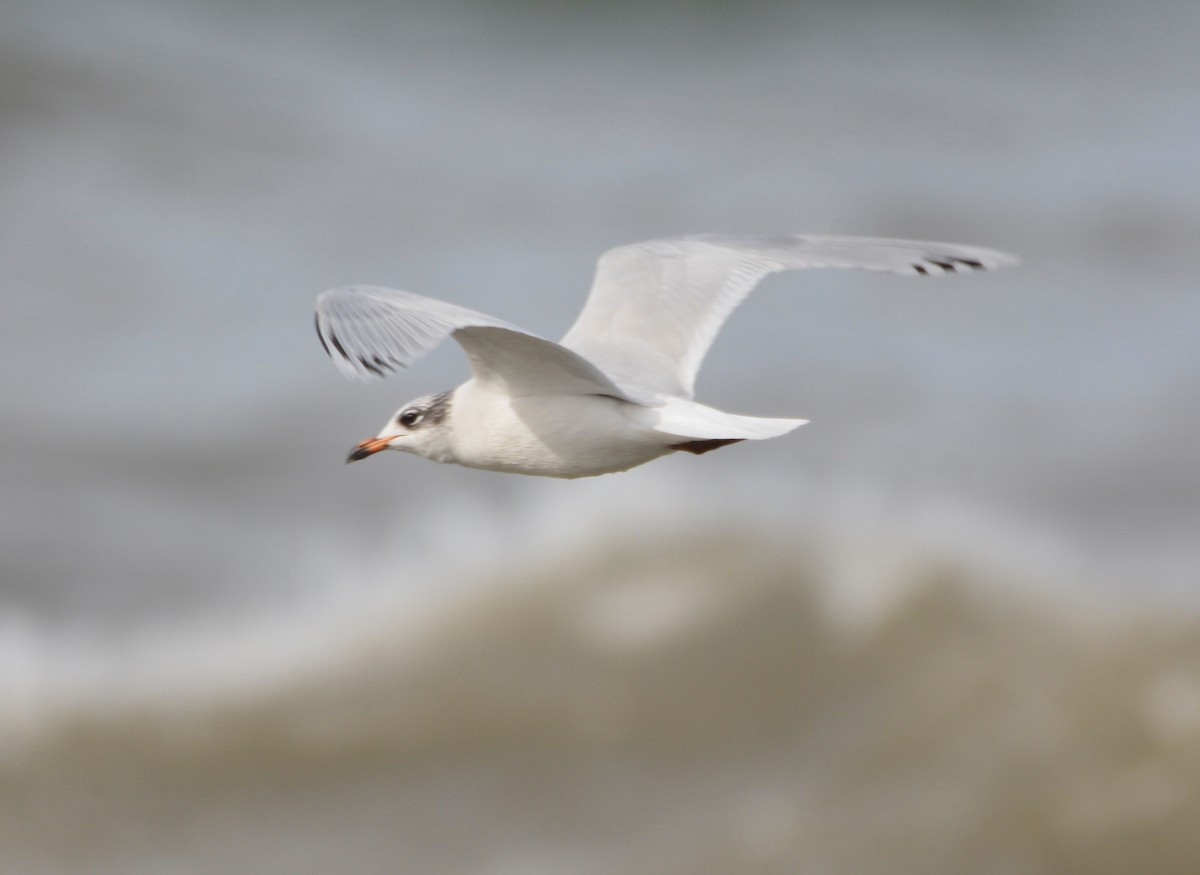 Mediterranean Gull - ML648601378