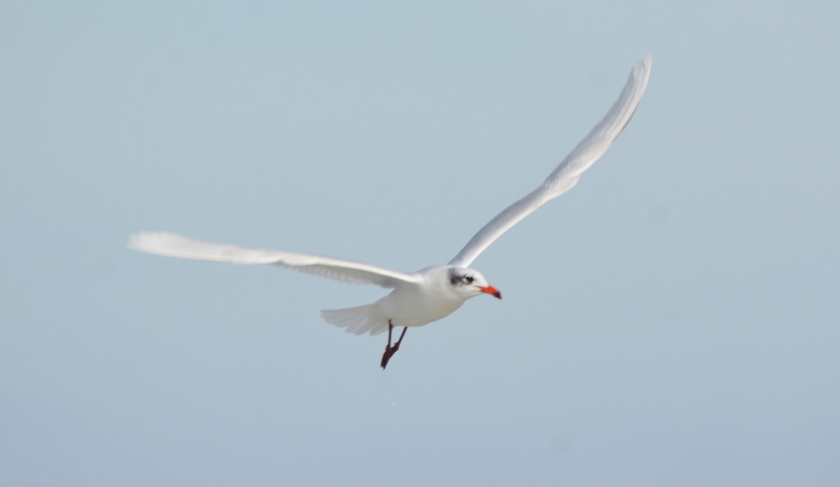 Mediterranean Gull - ML648601379