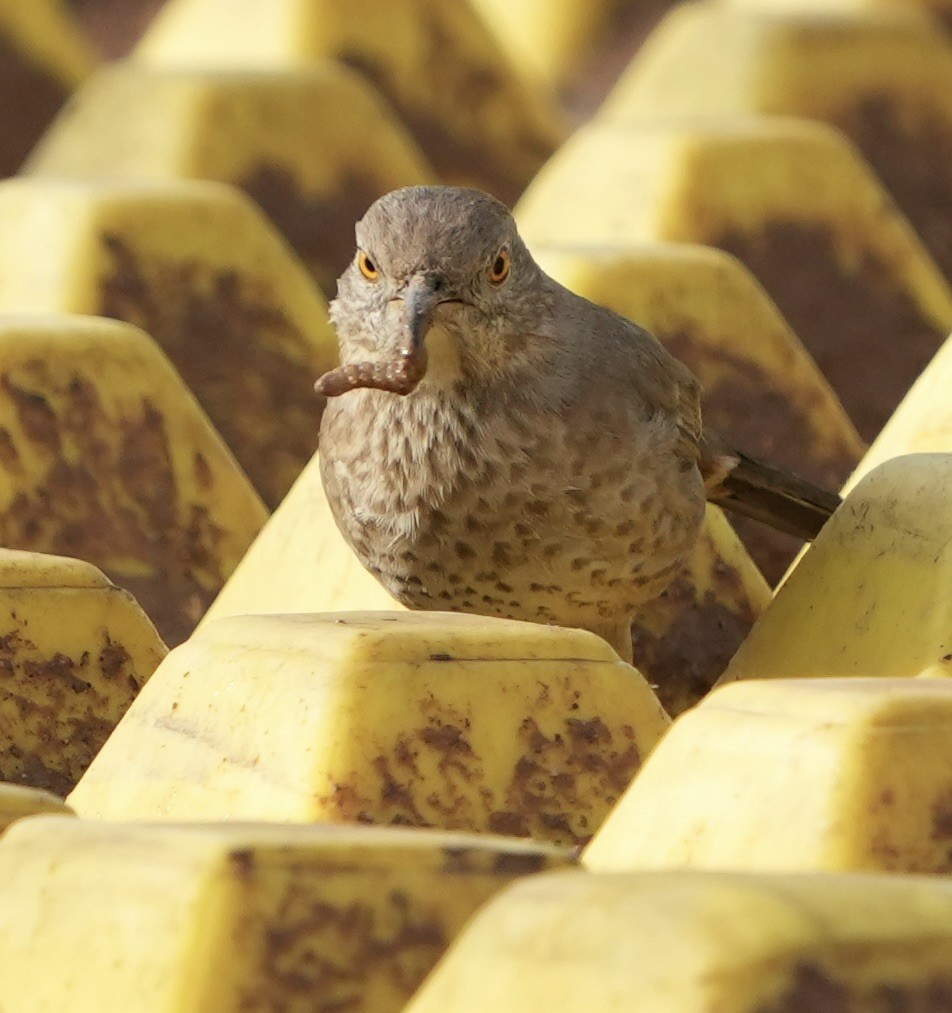 Kaktusspottdrossel - ML648601397