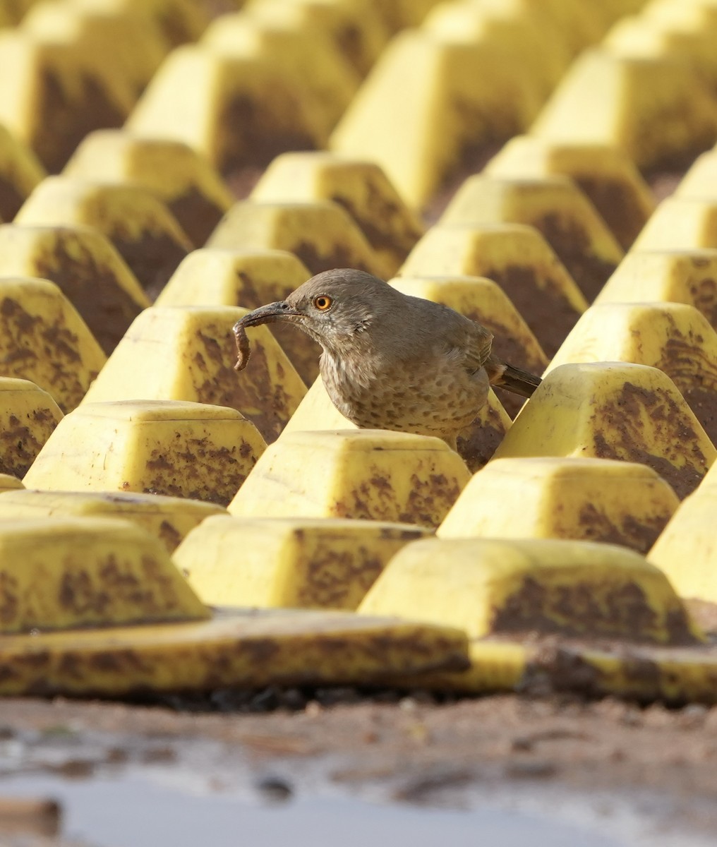 Kaktusspottdrossel - ML648601411