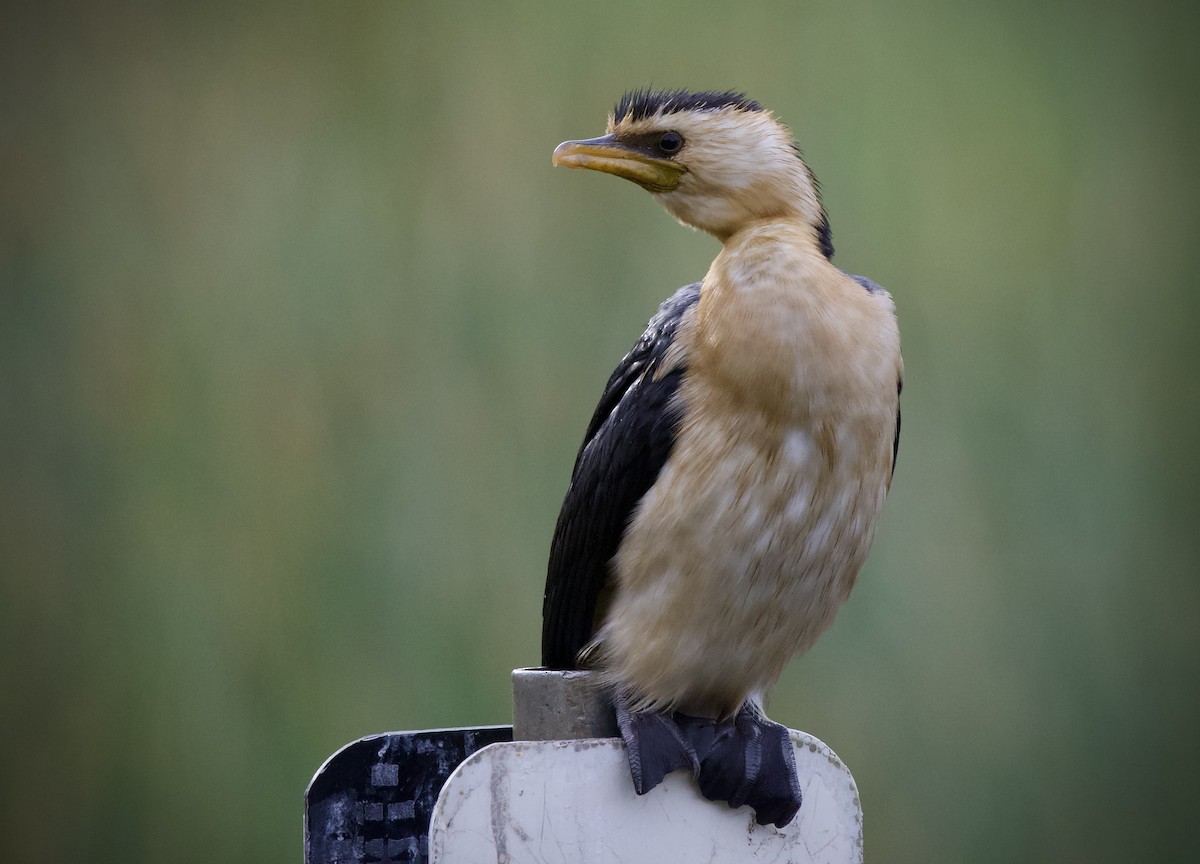 Little Pied Cormorant - ML648601457