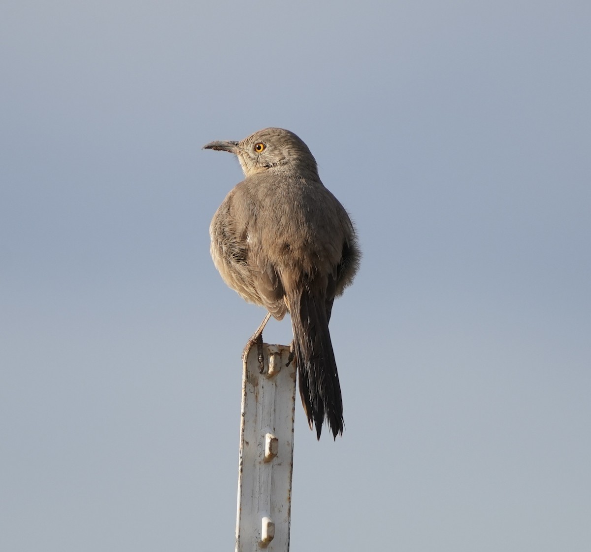 Kaktusspottdrossel - ML648601469