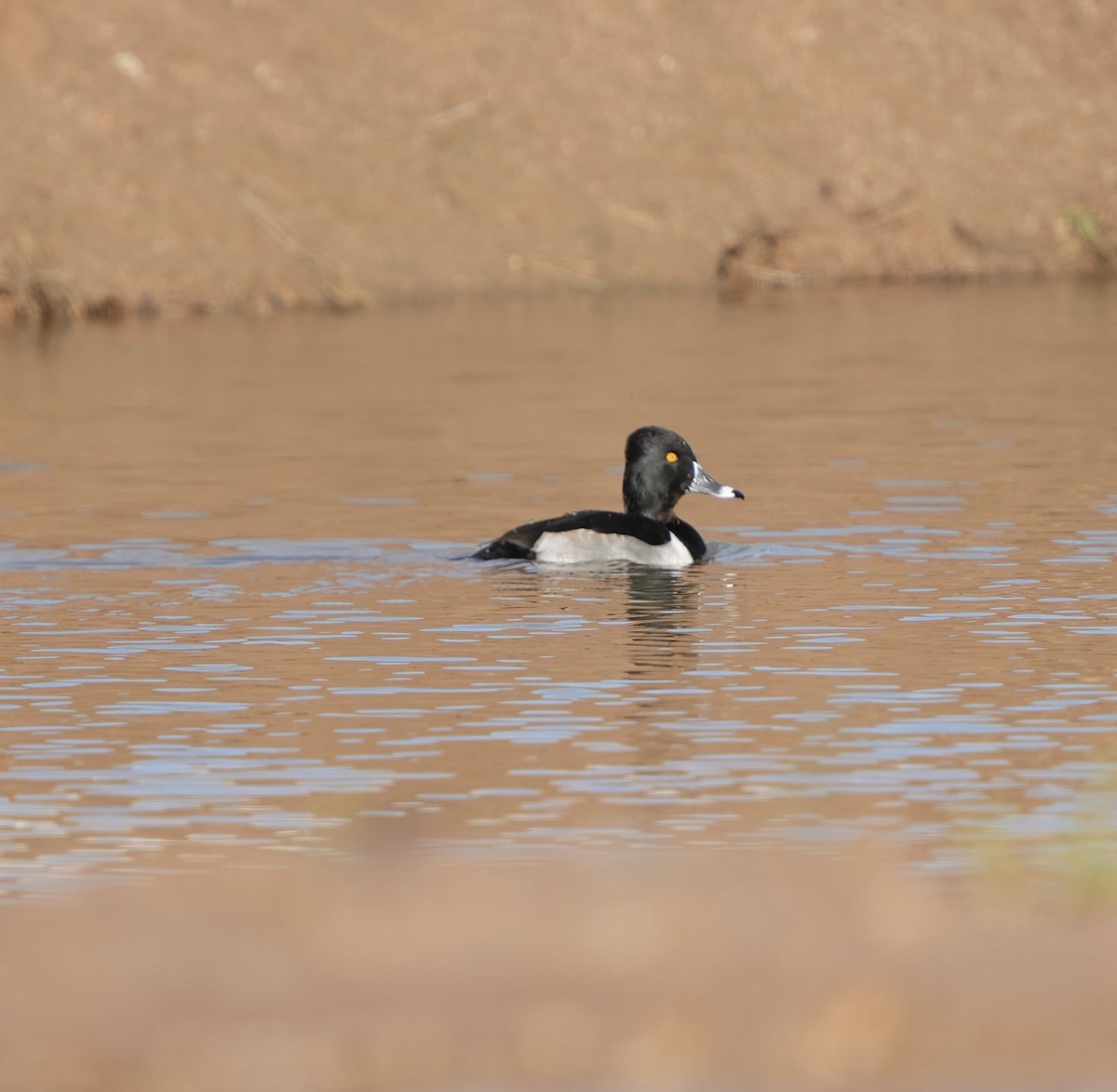 Ringschnabelente - ML648601501