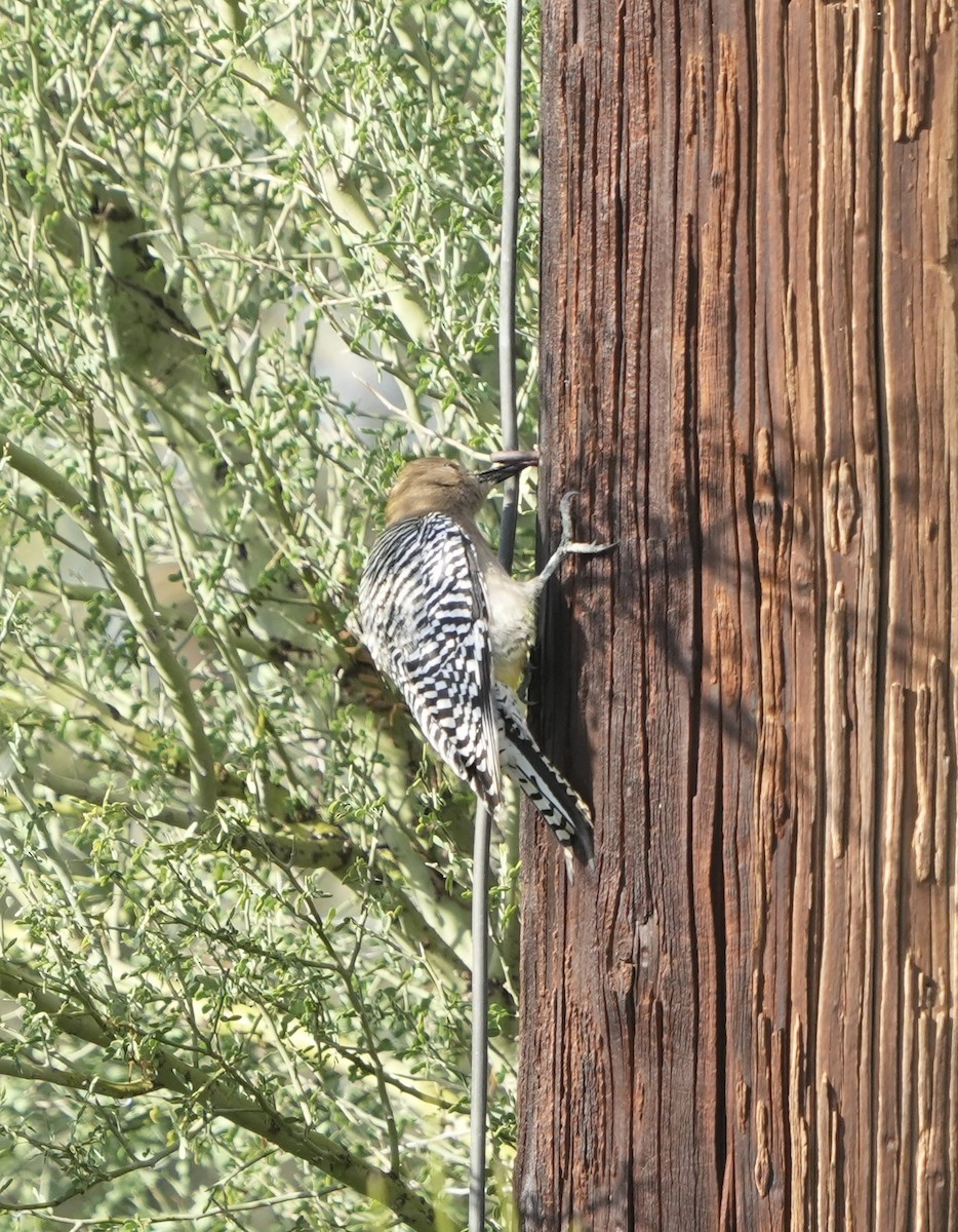 Gilaspecht - ML648601532