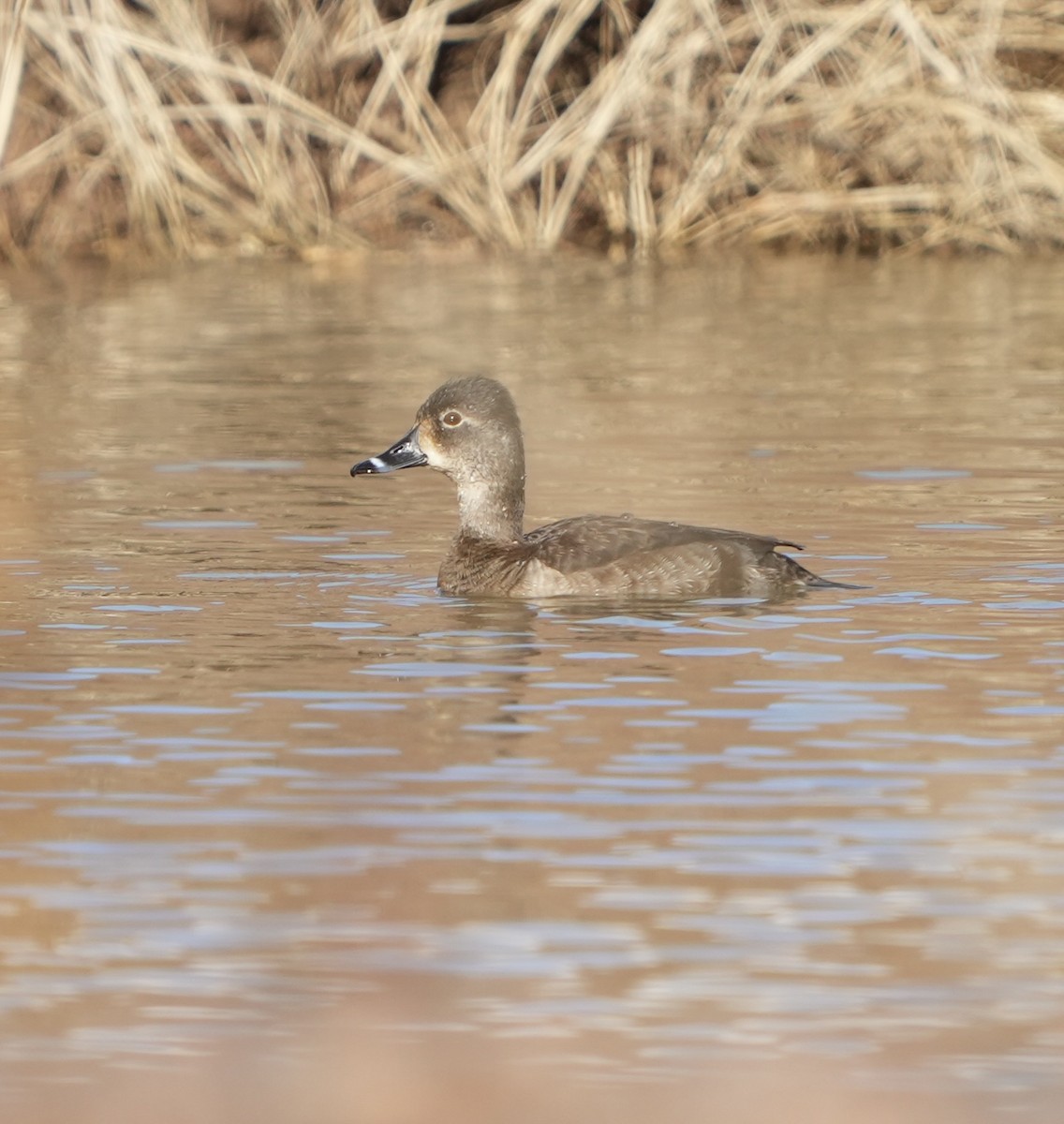 Ringschnabelente - ML648601586