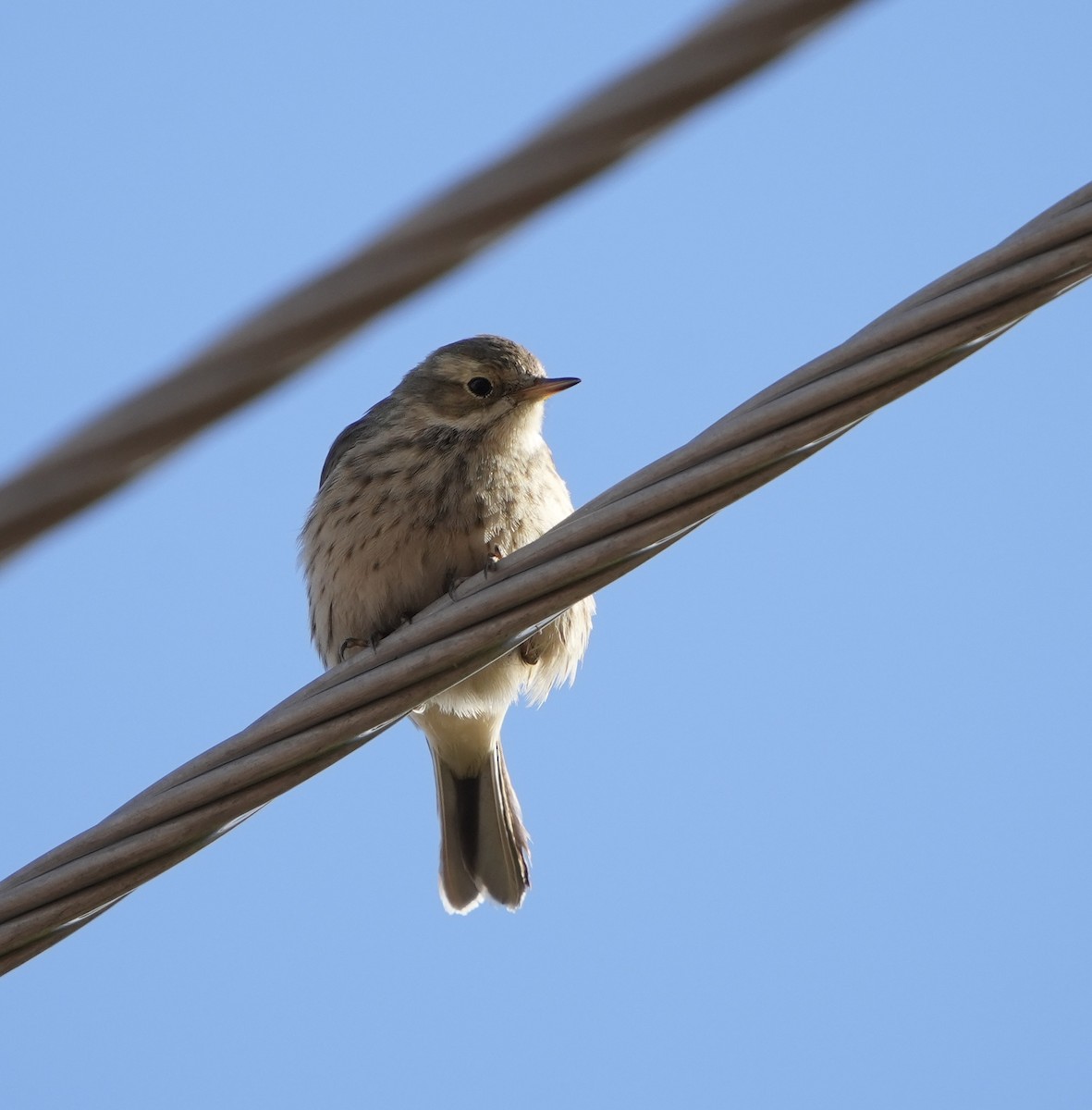 Amerikapieper - ML648601629