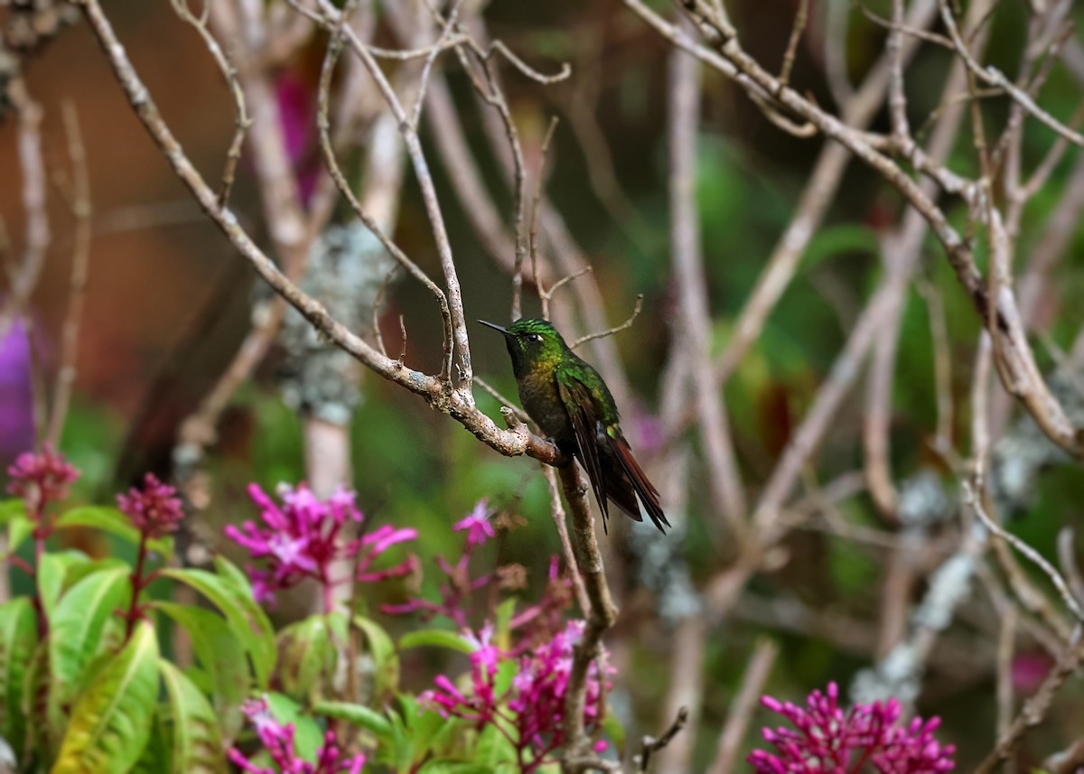 kolibřík dřišťálový - ML648601649