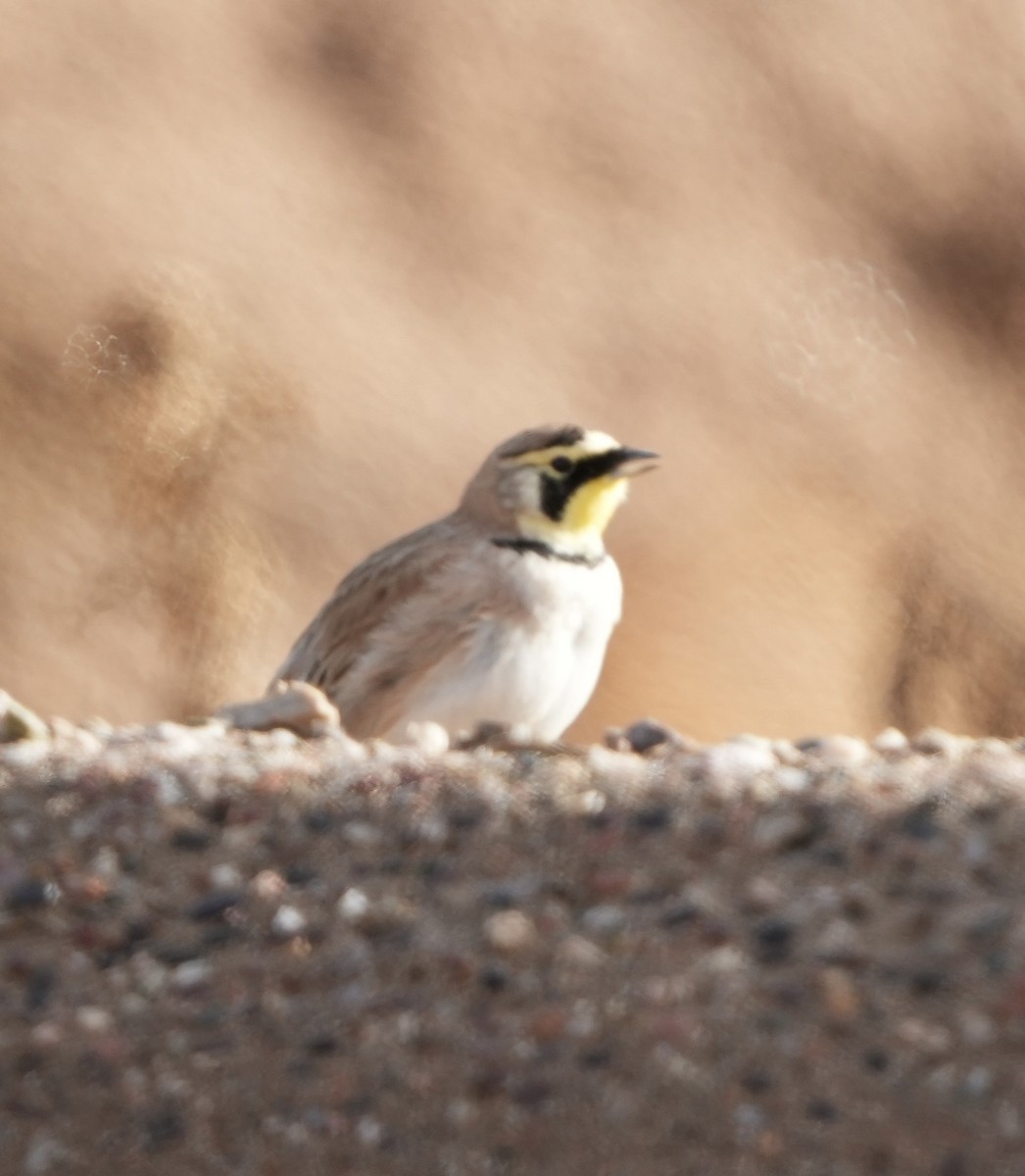 Ohrenlerche - ML648601665