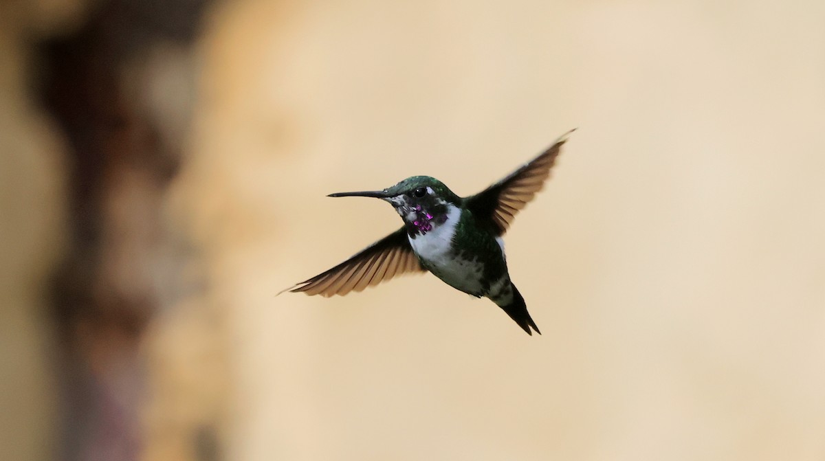 kalypta ostroocasá - ML648601671