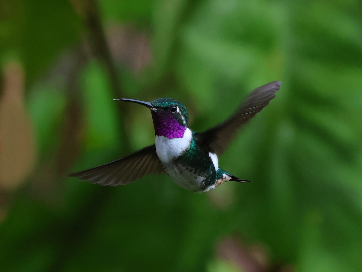 kalypta ostroocasá - ML648601672