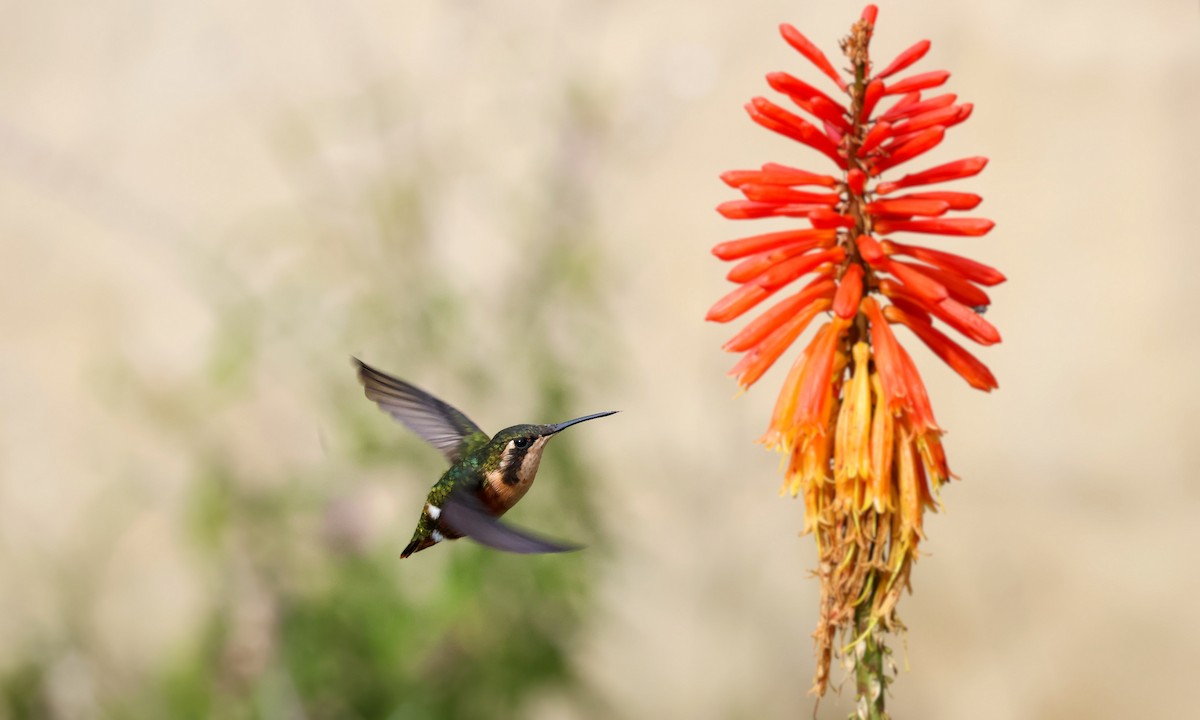 kalypta ostroocasá - ML648601674