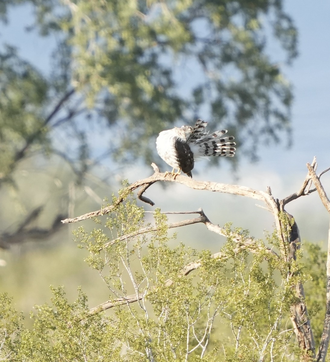 Rundschwanzhabicht - ML648601714