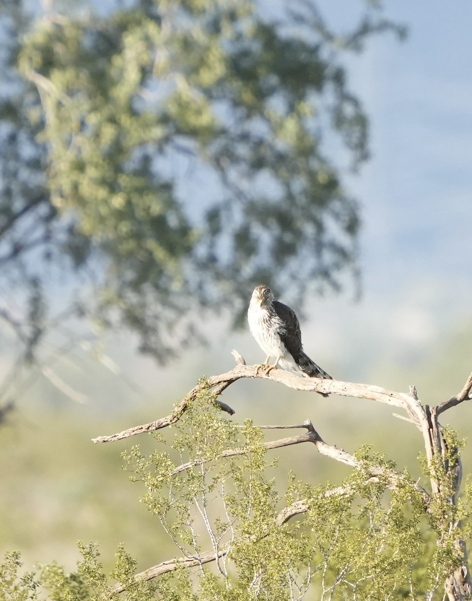 Rundschwanzhabicht - ML648601732