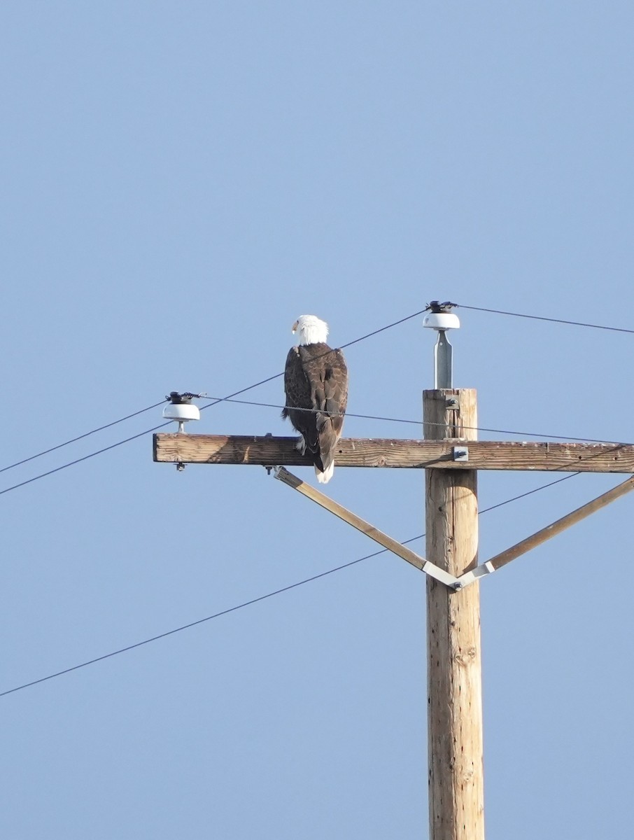 Weißkopf-Seeadler - ML648601803