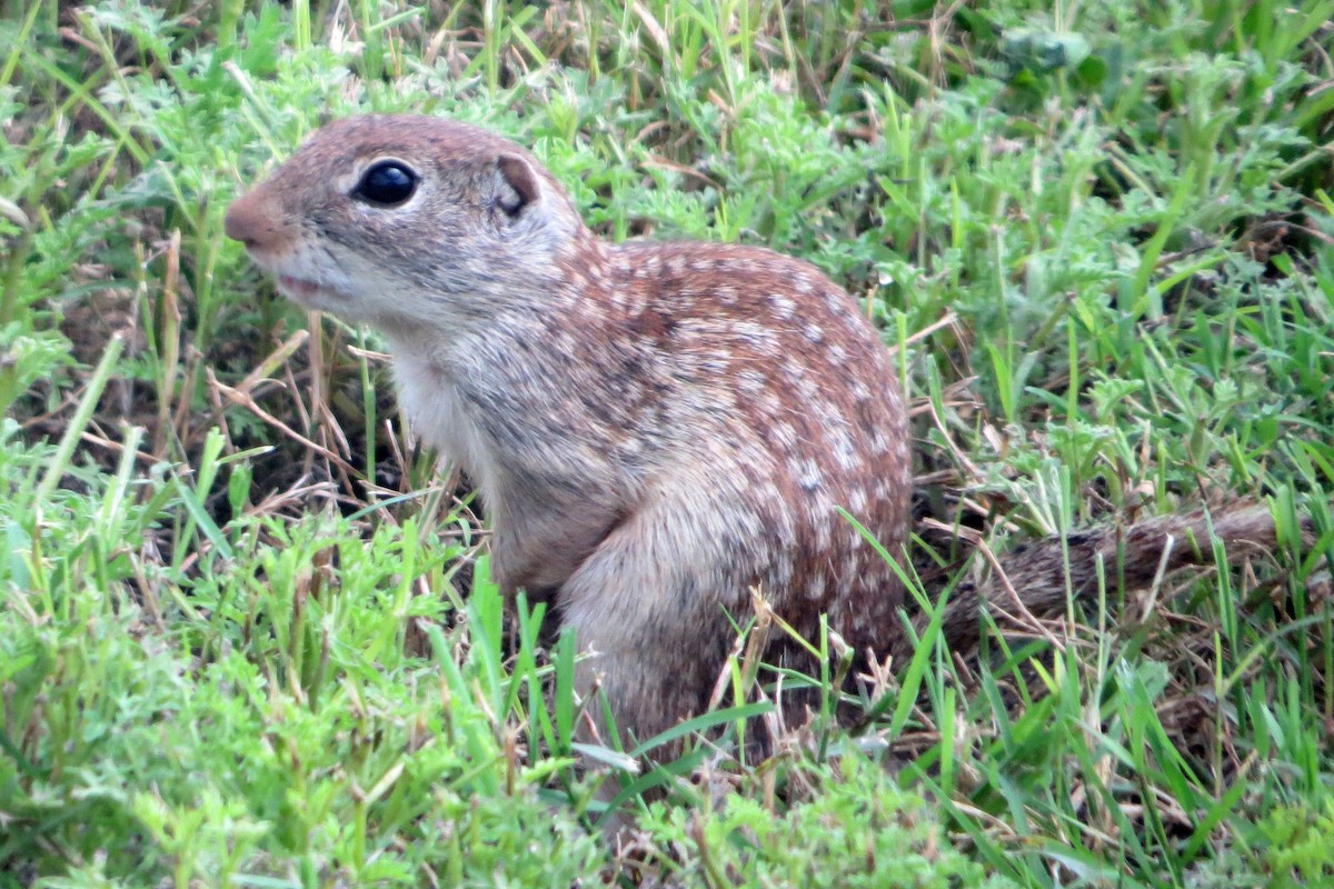Rio Grande Ground Squirrel - ML648601874