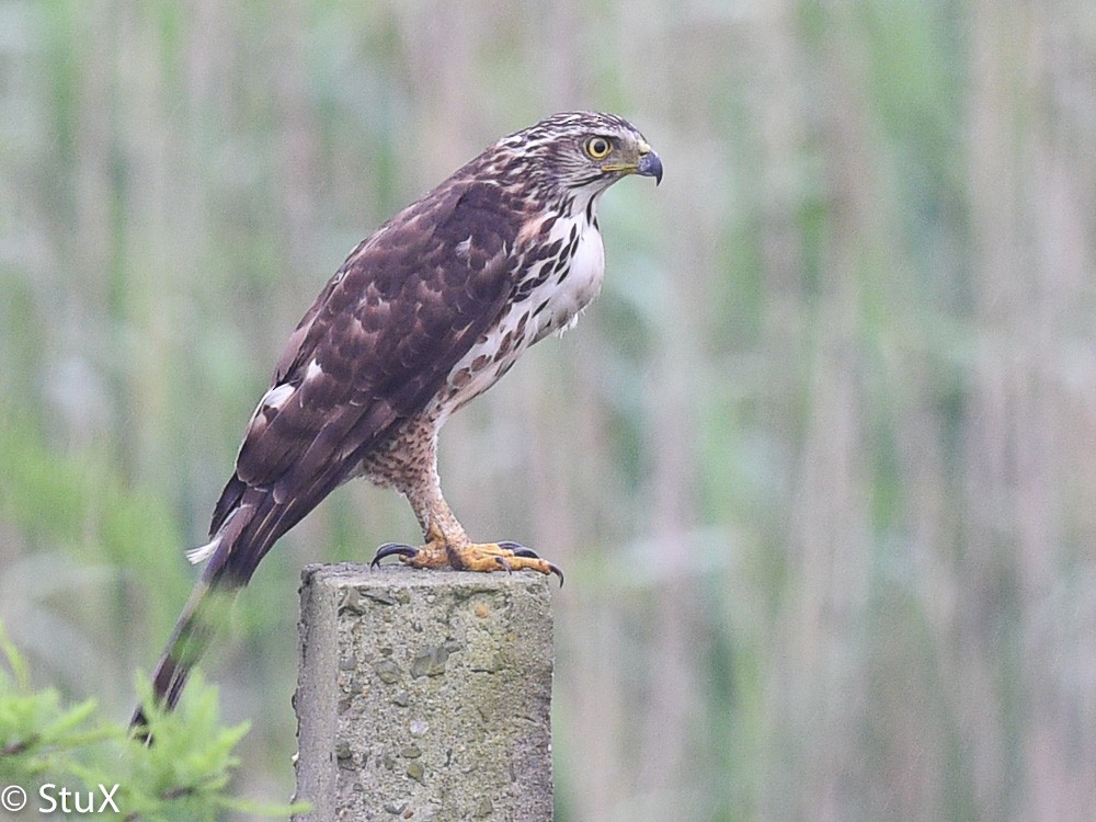 Crested Goshawk - ML64860191