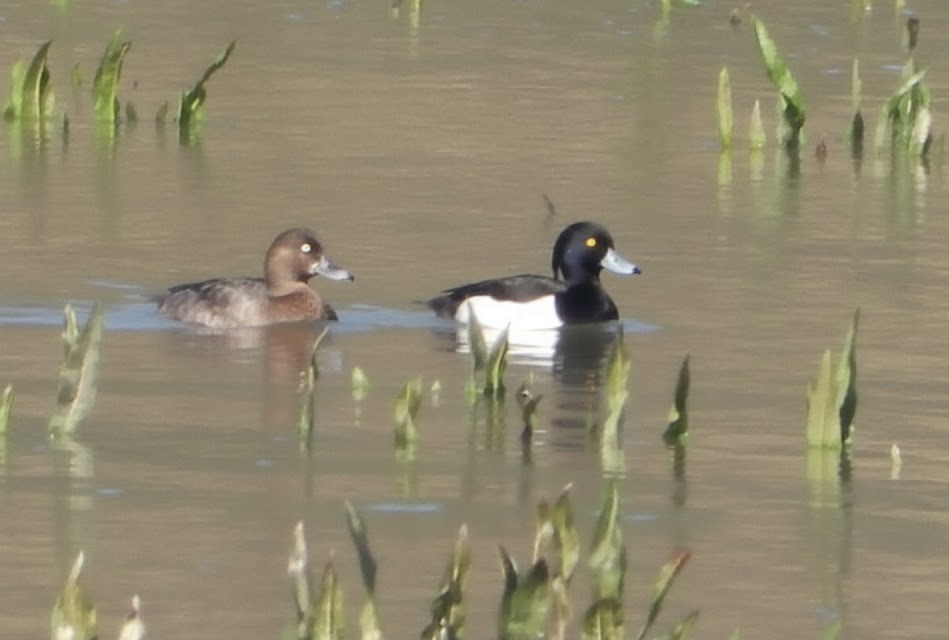 Tufted Duck - José Ignacio Molina