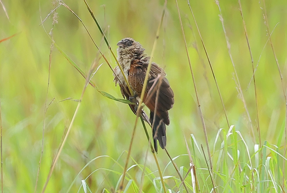 Black Coucal - ML648602253