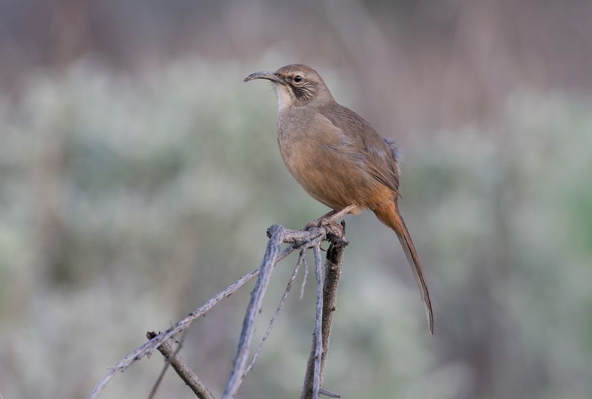 California Thrasher - ML648602361