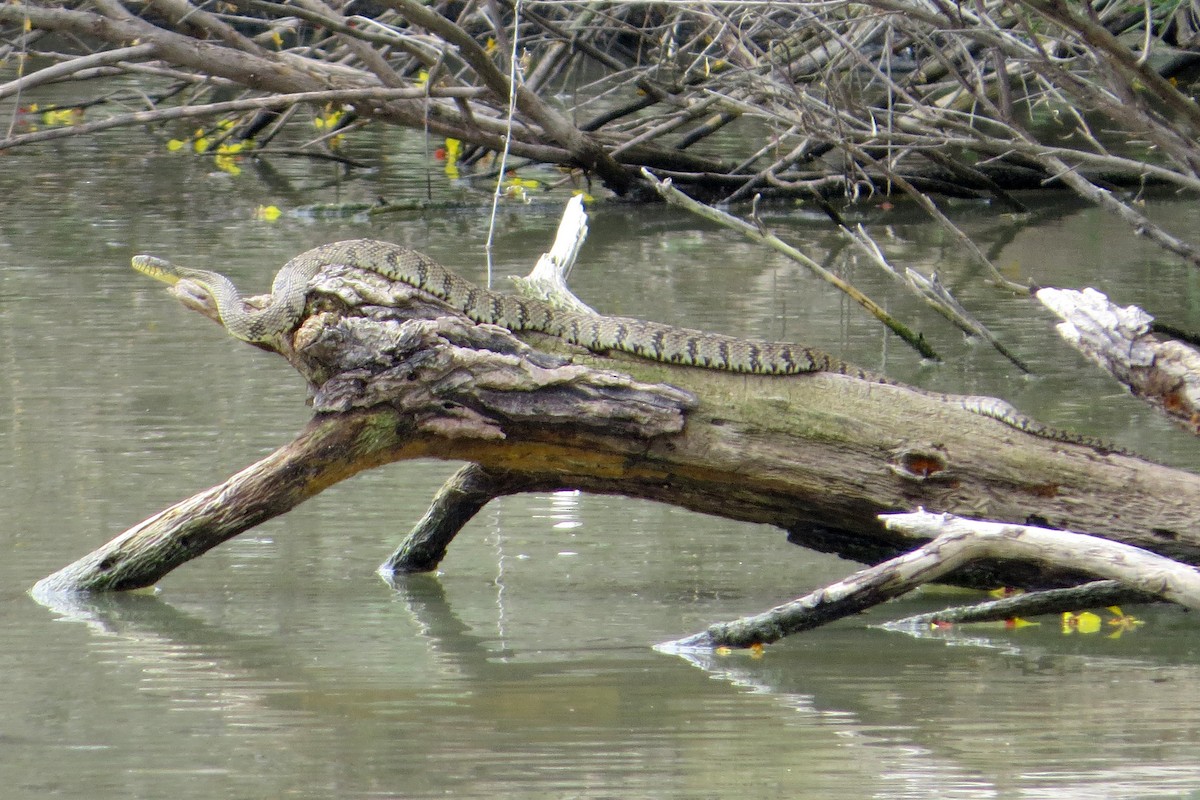 Diamondback Watersnake - ML648602372