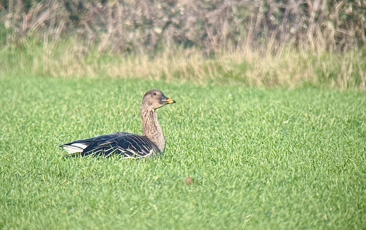 Tundra Bean-Goose - ML648602735