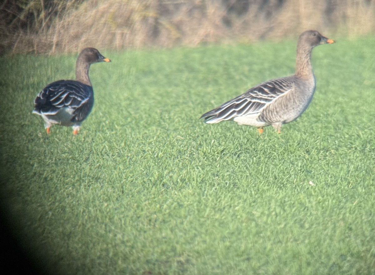 Tundra Bean-Goose - ML648602736