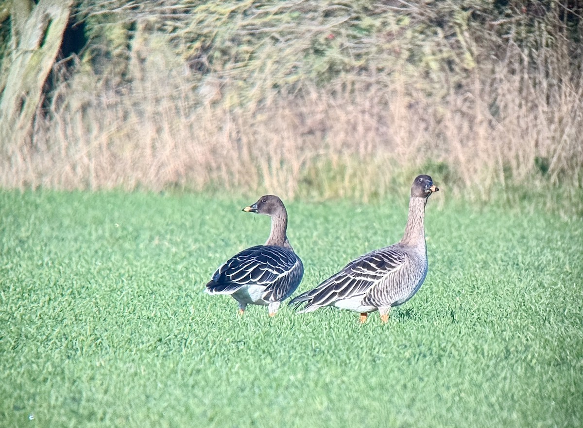 Tundra Bean-Goose - ML648602737