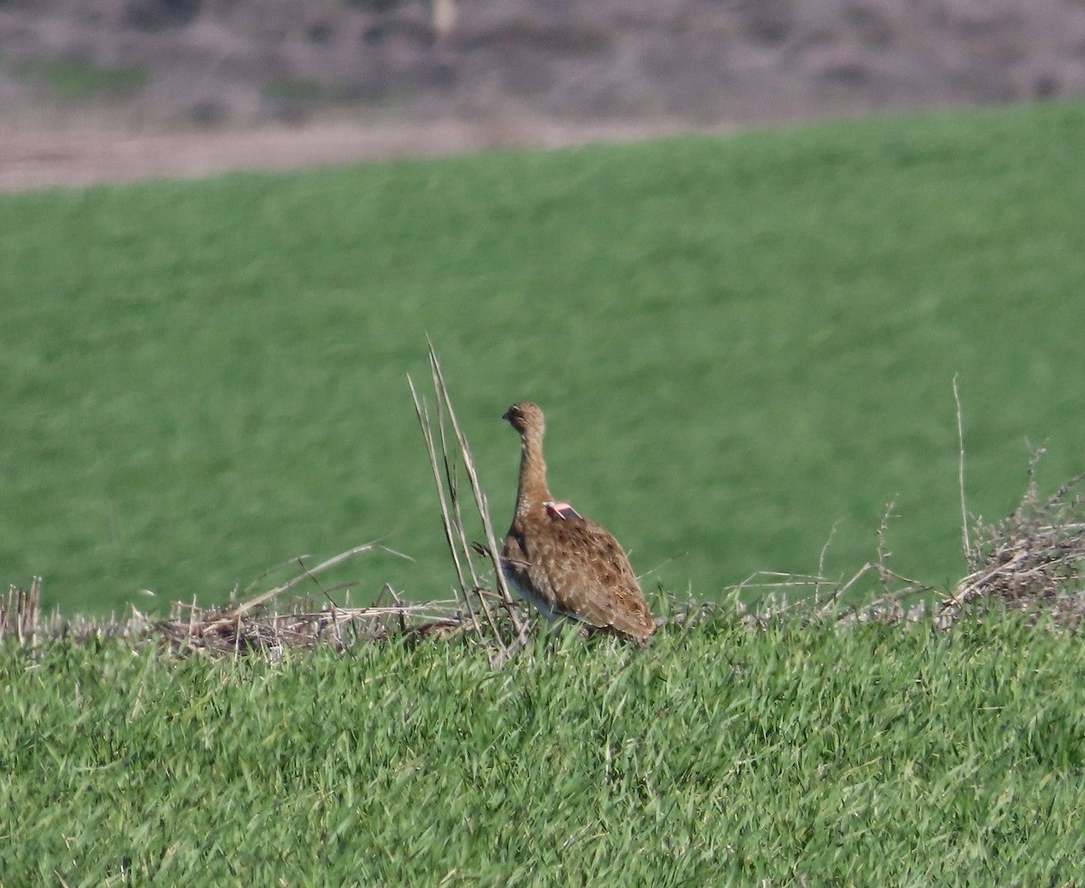 Zwergtrappe - ML648602746