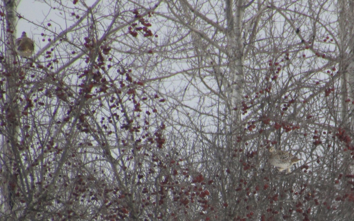Sharp-tailed Grouse - ML648604342