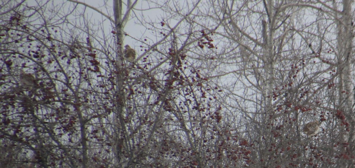 Sharp-tailed Grouse - ML648604343