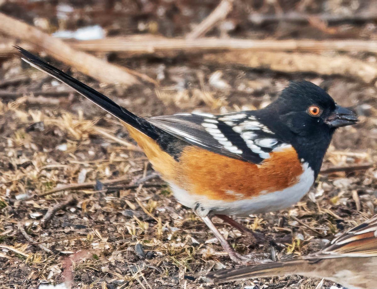 Fleckengrundammer - ML648604787