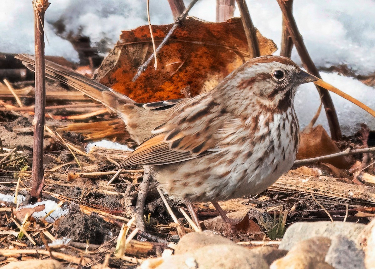 Singammer - ML648604957