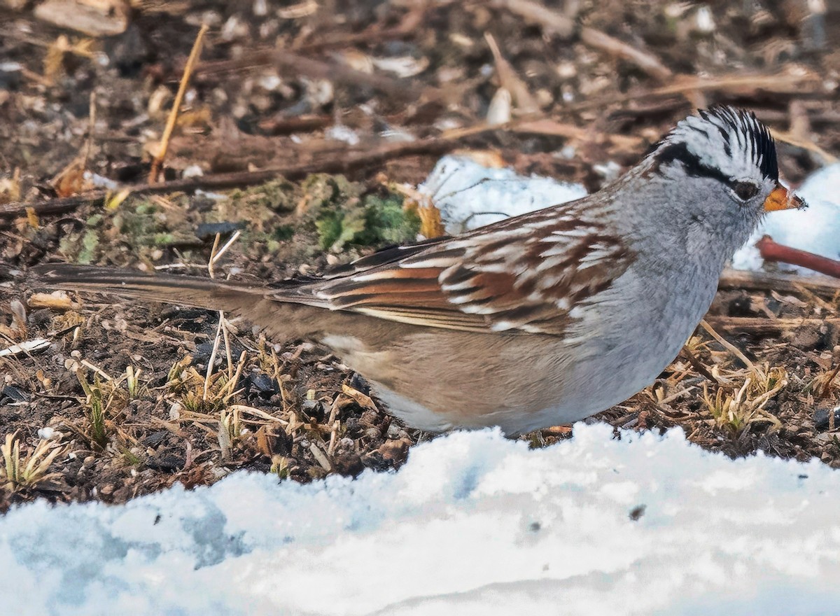 Dachsammer - ML648605184