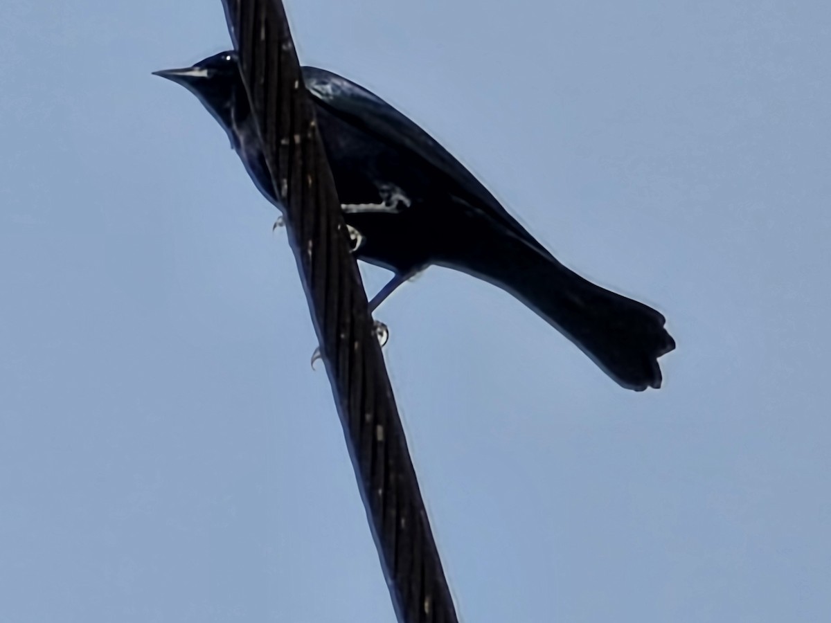 Shiny Cowbird - ML648605378