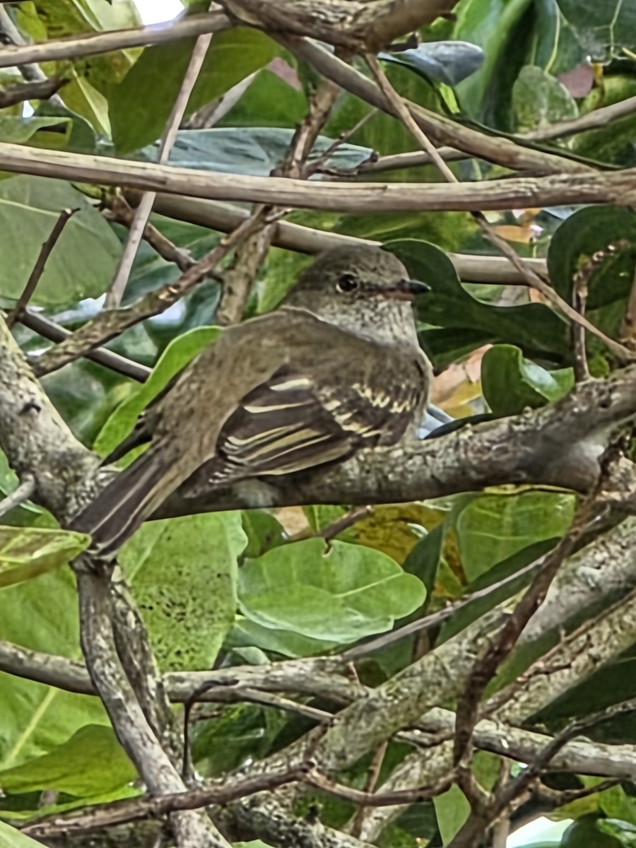 Caribbean Elaenia - ML648605380