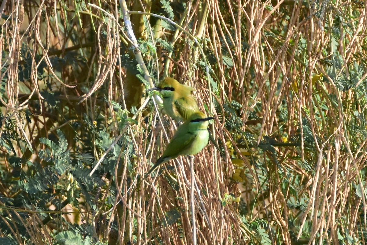 African Green Bee-eater - ML648605900