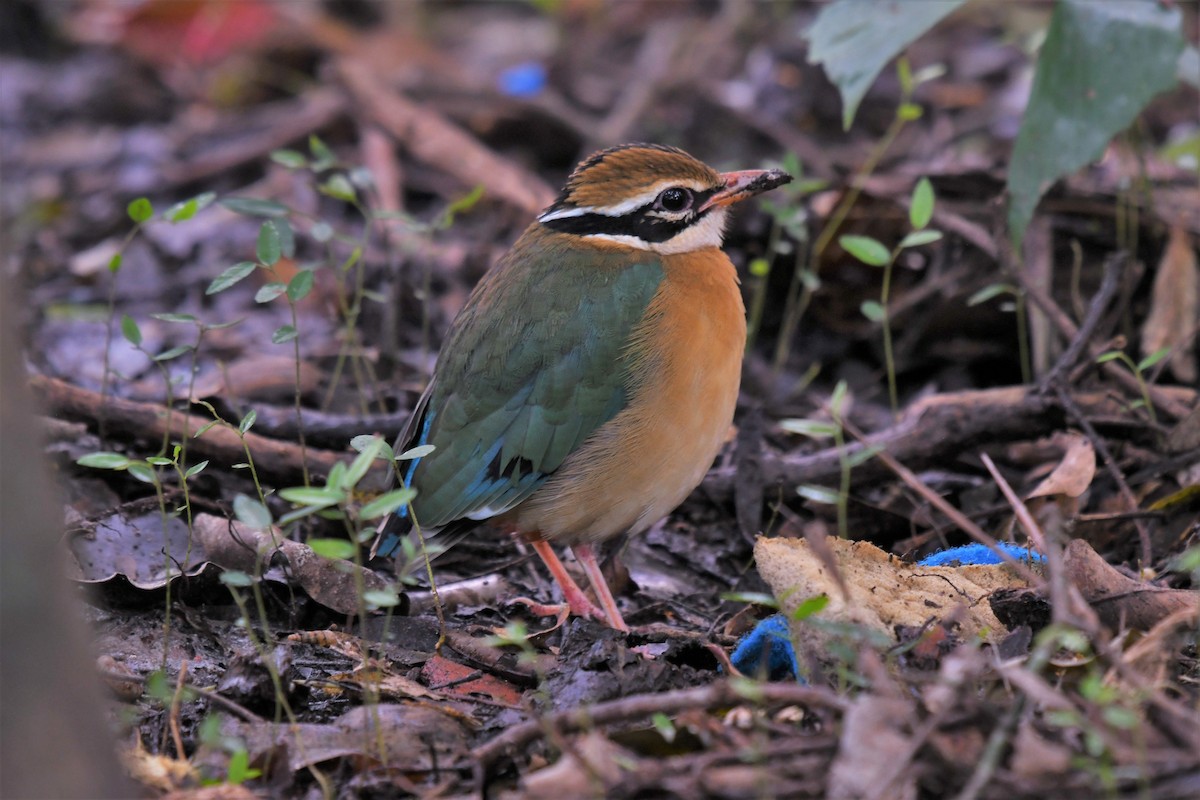 Indian Pitta - ML648606139