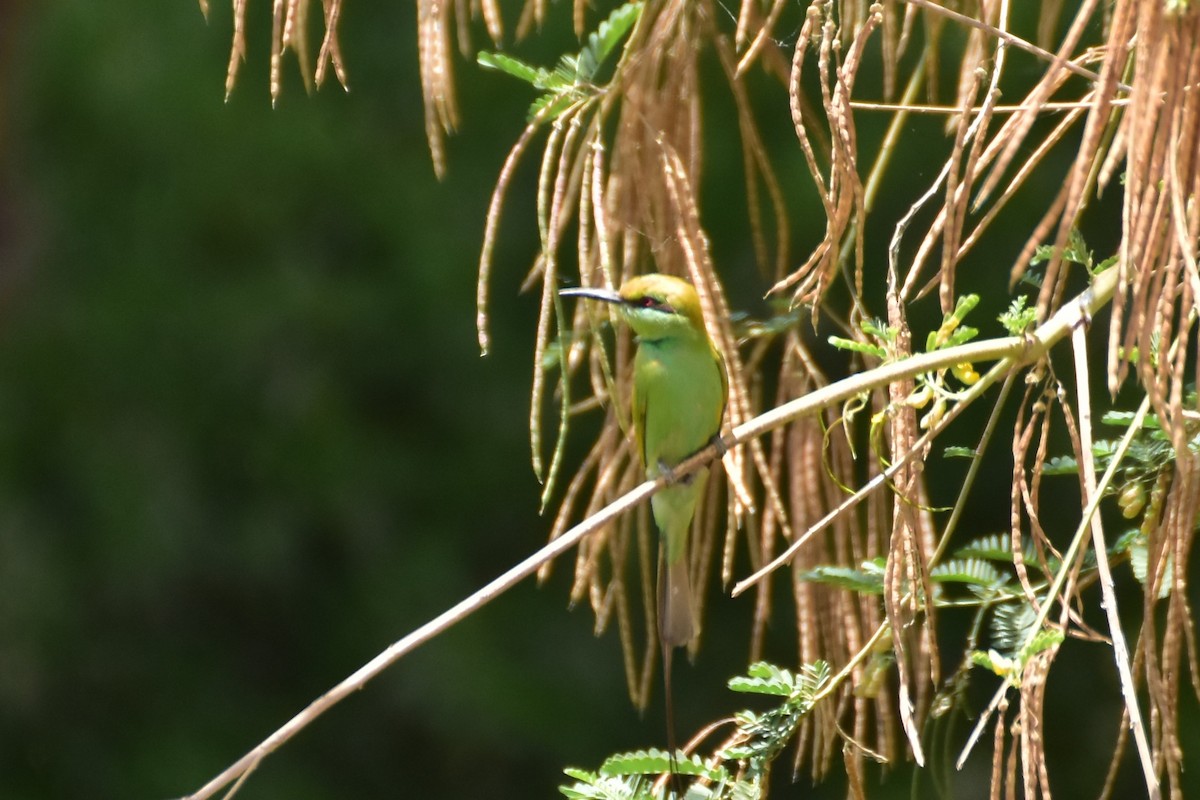 African Green Bee-eater - ML648606355