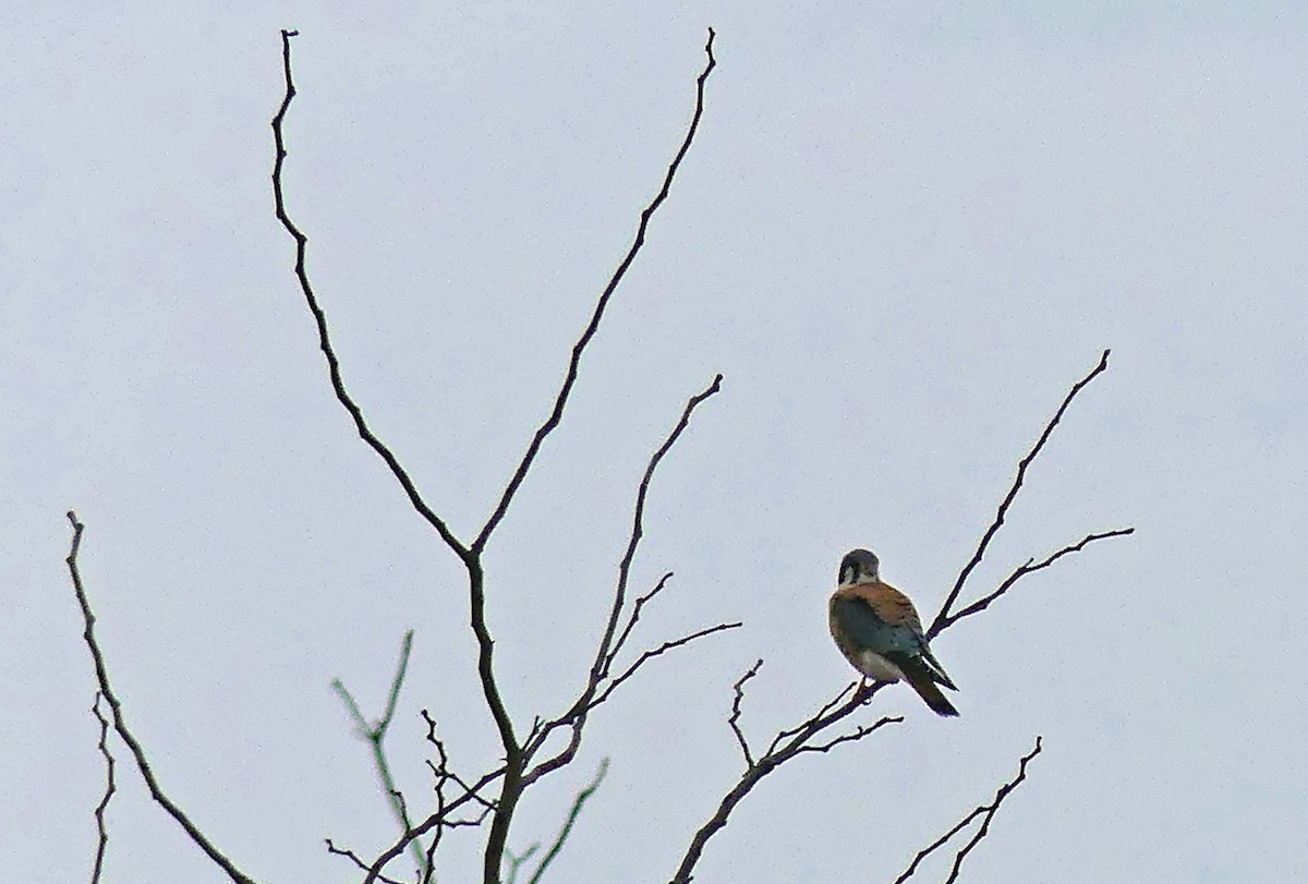 בז אמריקני - ML648606590