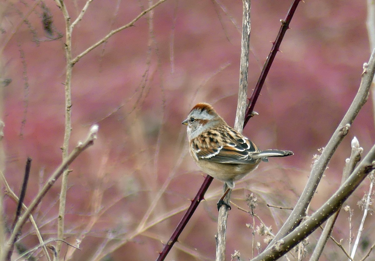 American Tree Sparrow - ML648606597