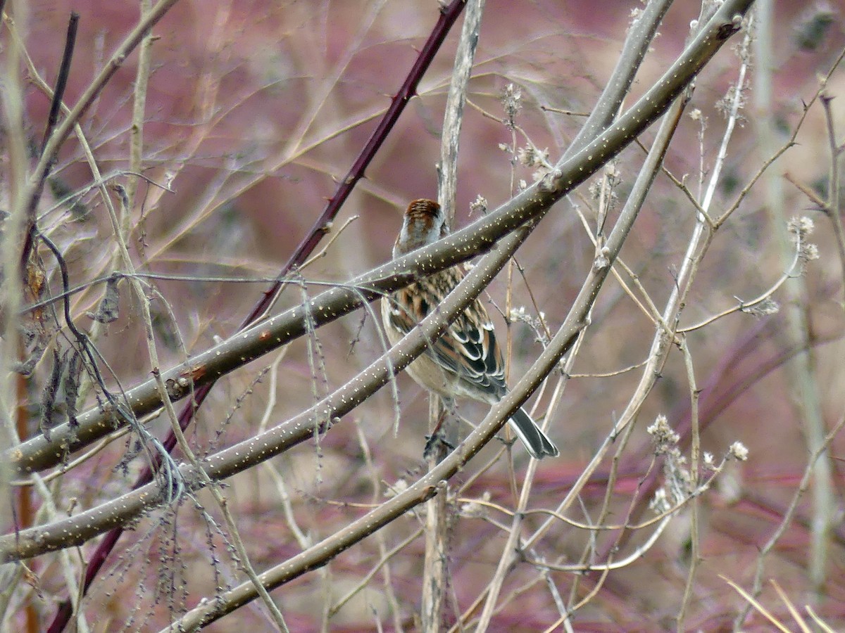 American Tree Sparrow - ML648606602
