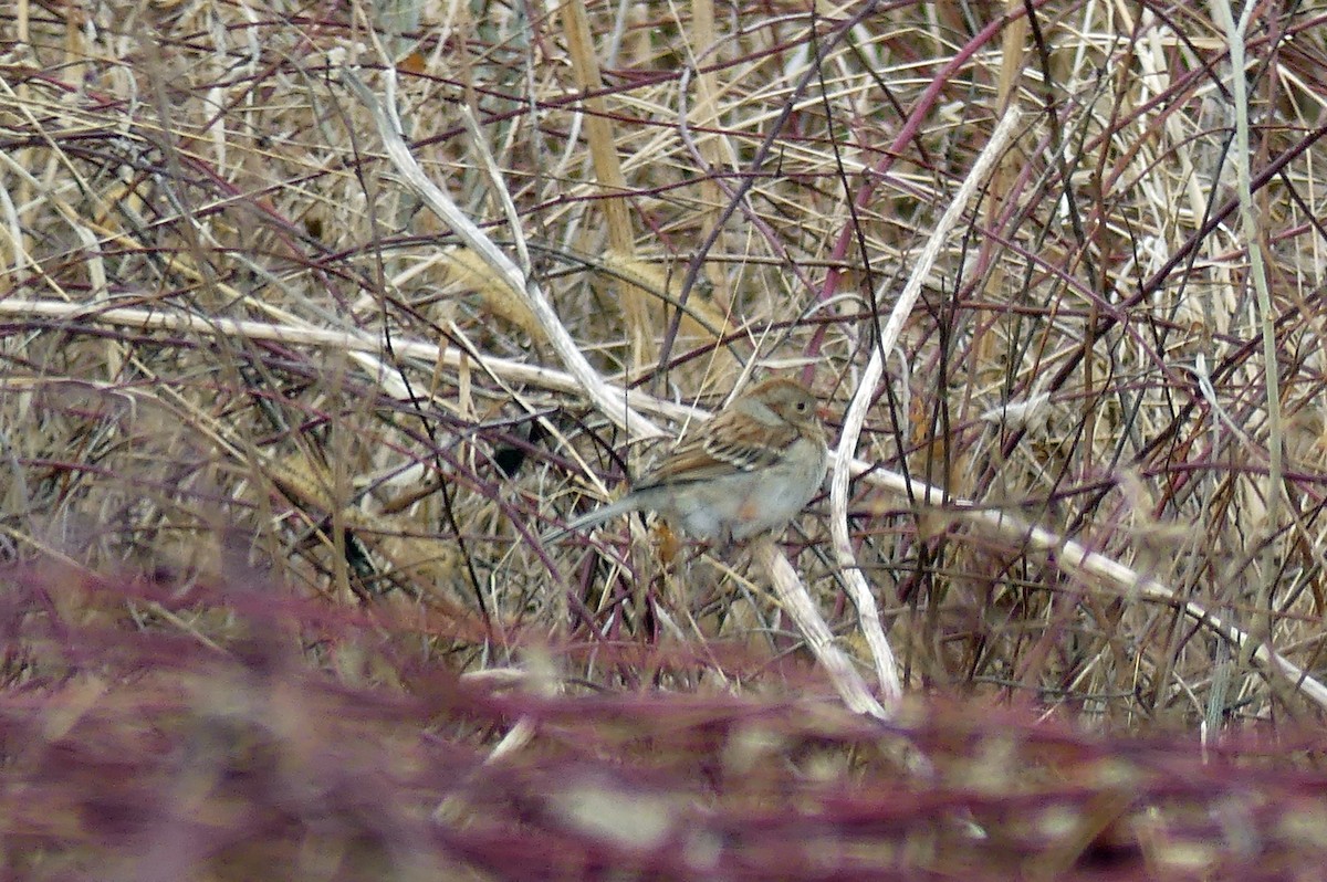 Field Sparrow - ML648606619