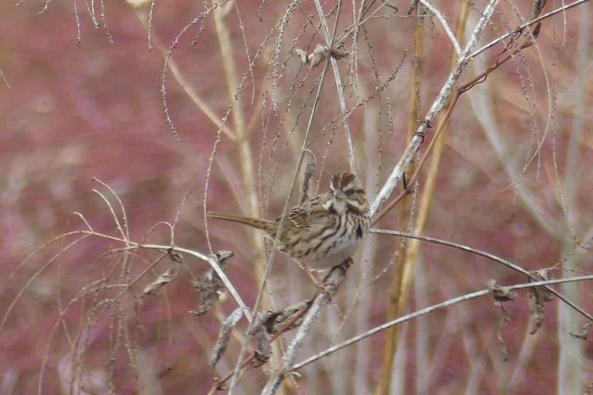 גיבתונית רוננת - ML648606627
