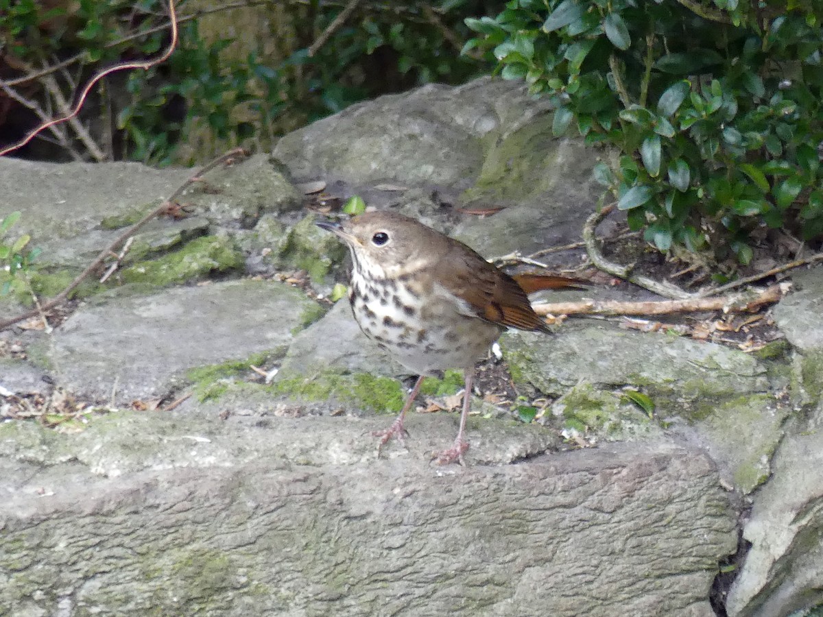 קיכלי חלוד-זנב - ML648606633
