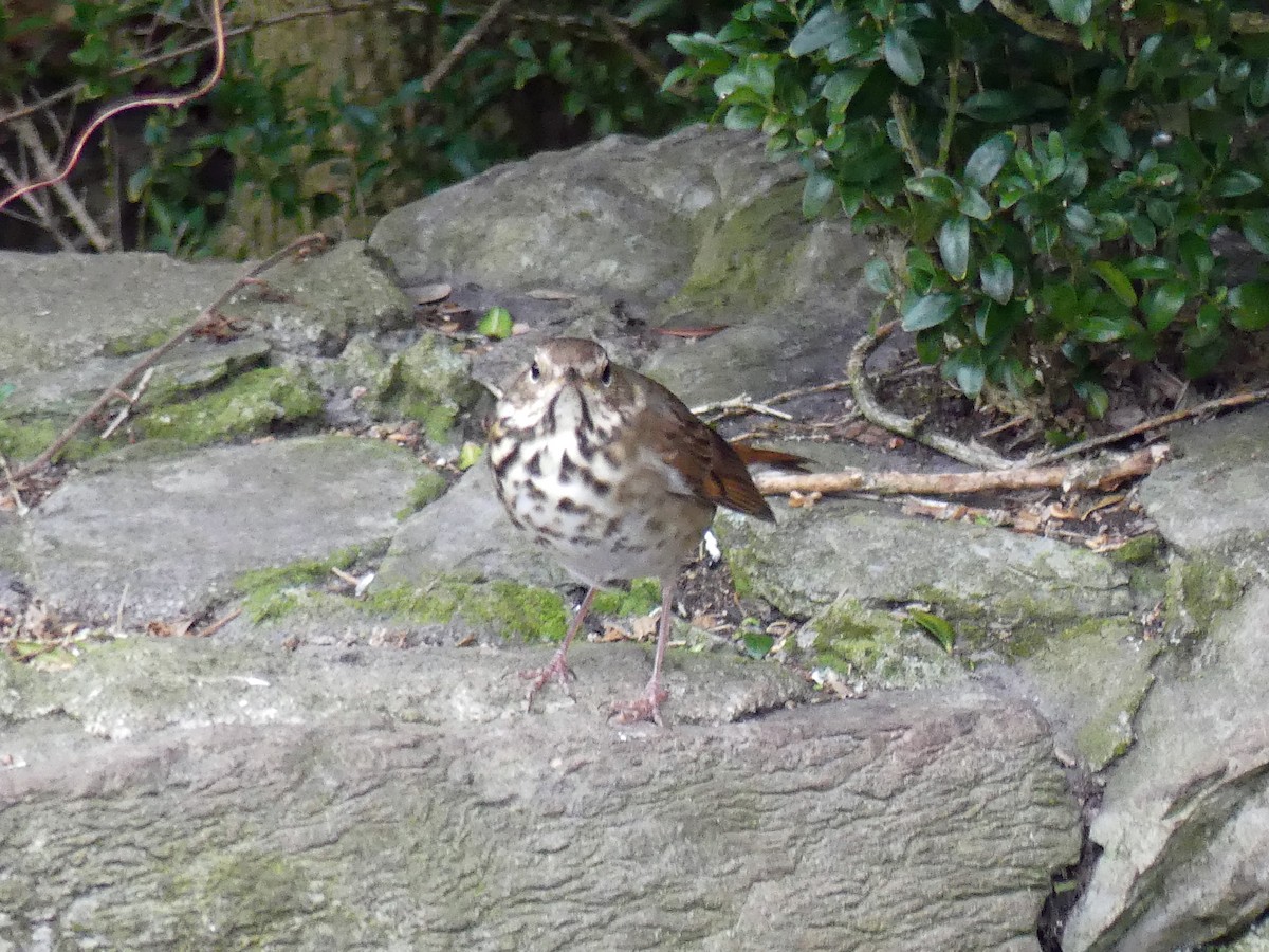 קיכלי חלוד-זנב - ML648606634