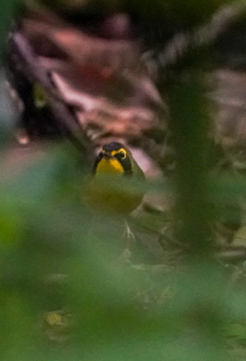 Kentucky Warbler - ML648607216