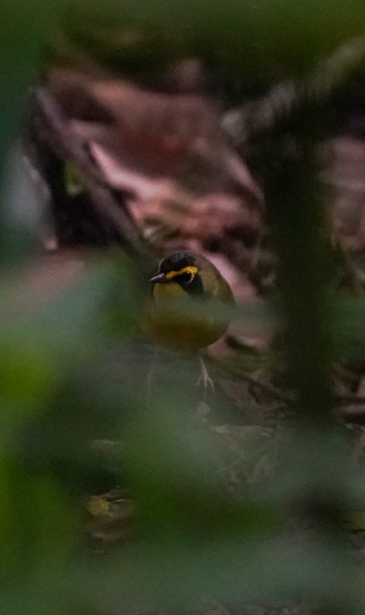 Kentucky Warbler - ML648607217