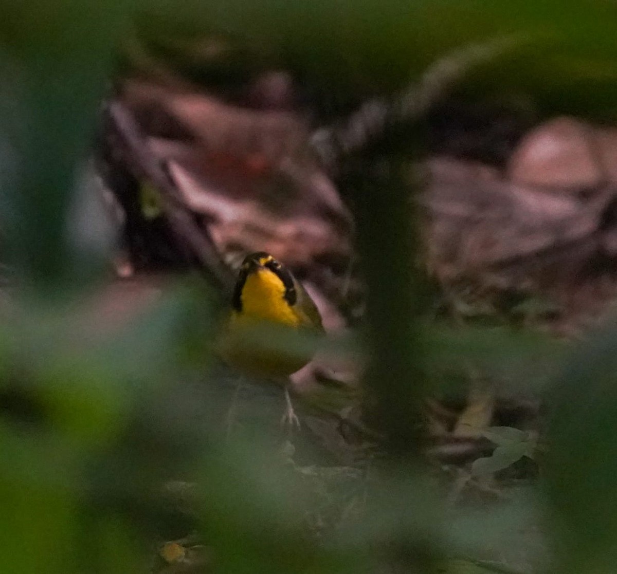 Kentucky Warbler - ML648607218