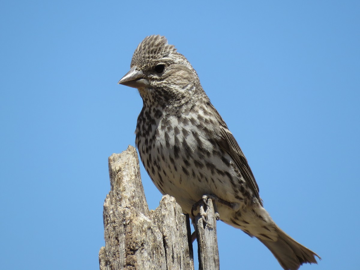 Cassin's Finch - ML64860771