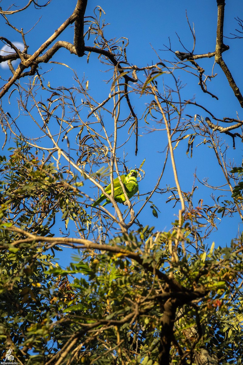 Gelbnackenamazone - ML648608048